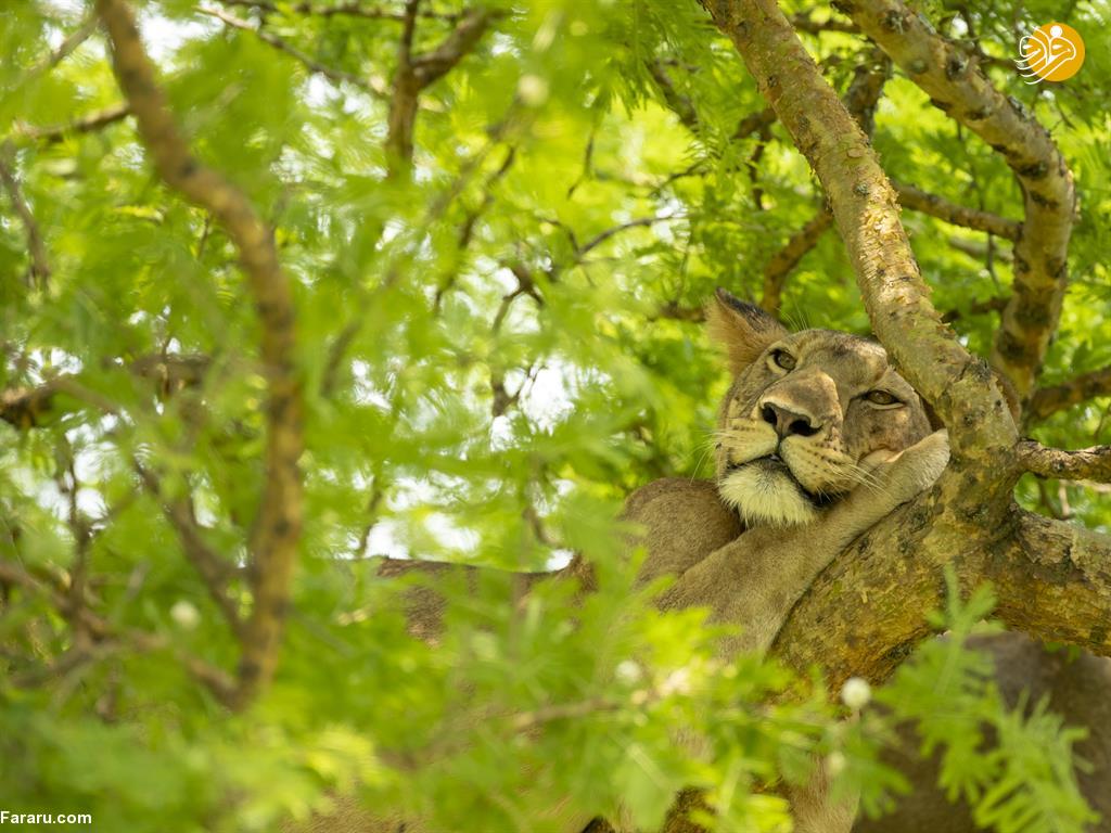 (تصاویر)