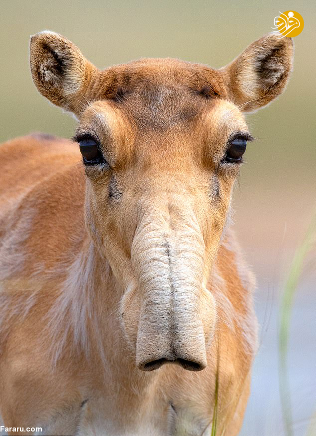 (تصاویر)