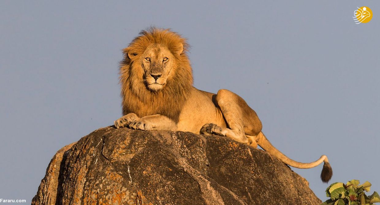 (تصاویر)
