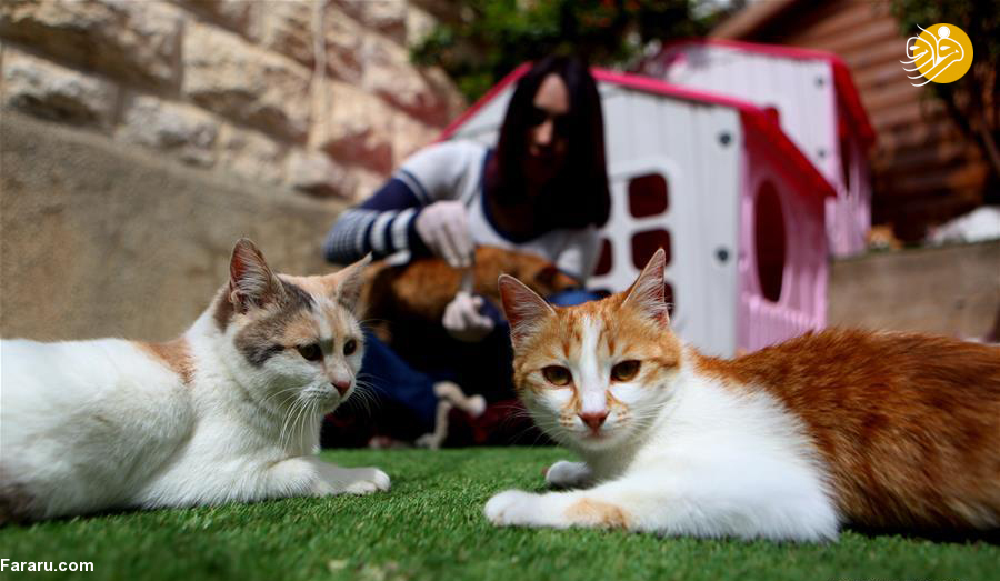(تصاویر) پناهگاه لاکچری دختر فلسطینی برای گربه‌های خیابانی