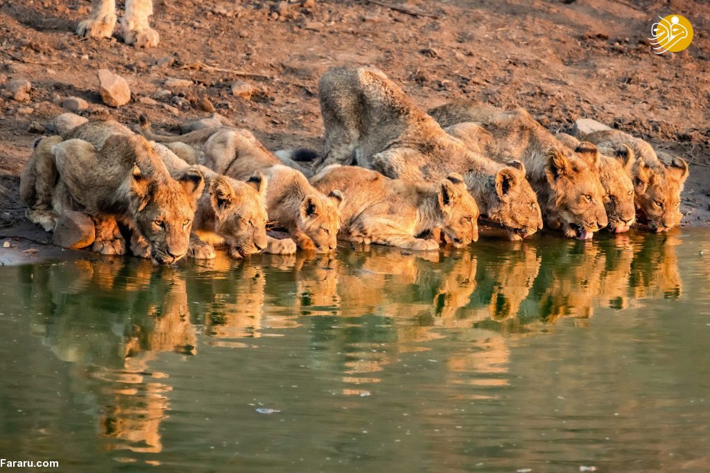 (تصاویر)