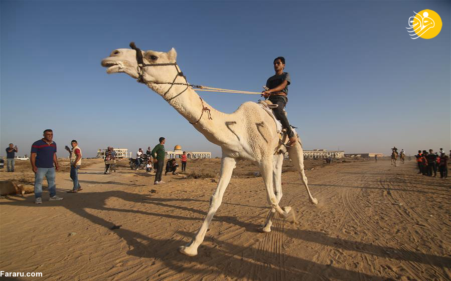 (تصاویر)