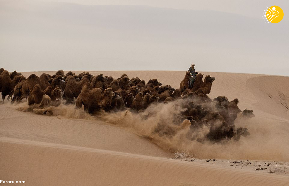 (تصاویر)