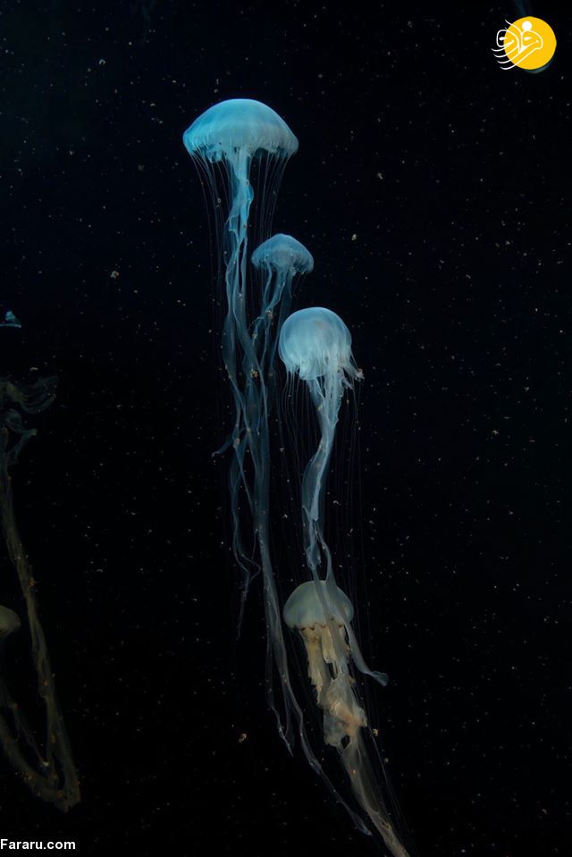 (تصاویر)