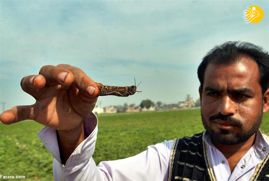(تصاویر)