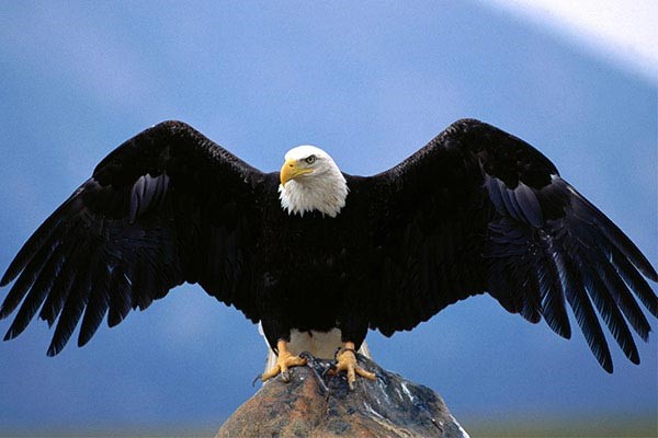 آشنایی با کوچک ترین ردیاب دنیا&nbsp;