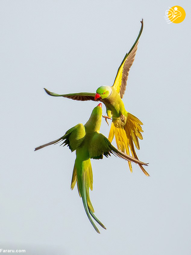 (تصاویر)