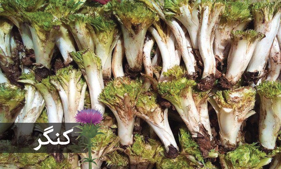خورشت کنگر خورشت کنگر