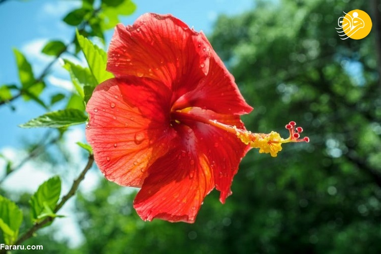 ۱۰ داروی خانگی شگفت آور برای موهای آسیب دیده ۱۰ داروی خانگی شگفت آور برای موهای آسیب دیده