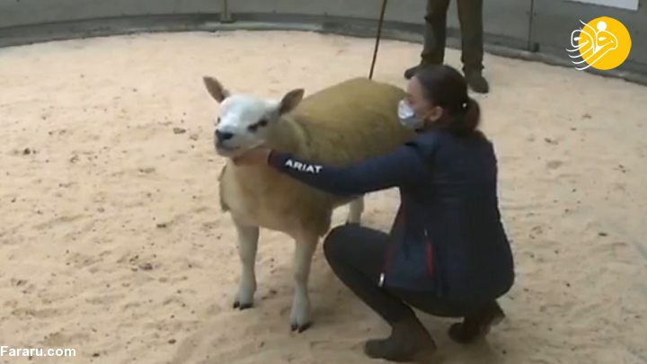 (ویدئو)