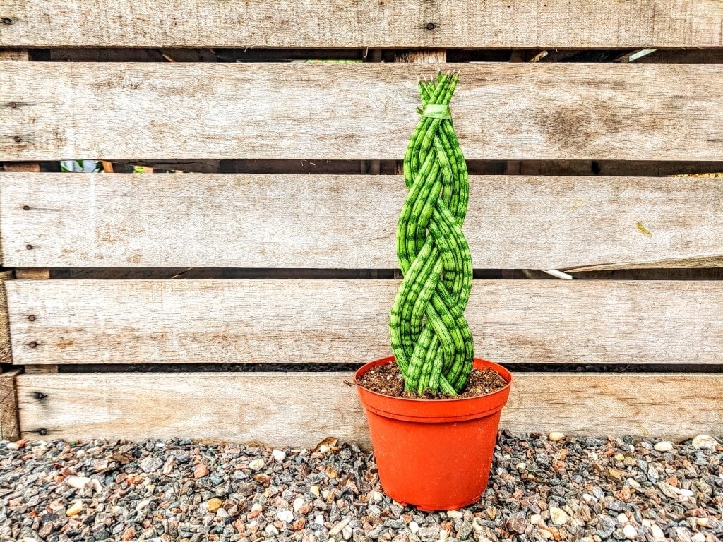 ده نمونه از بهترین گیاهانی که برای هدیه دادن مناسب هستند!