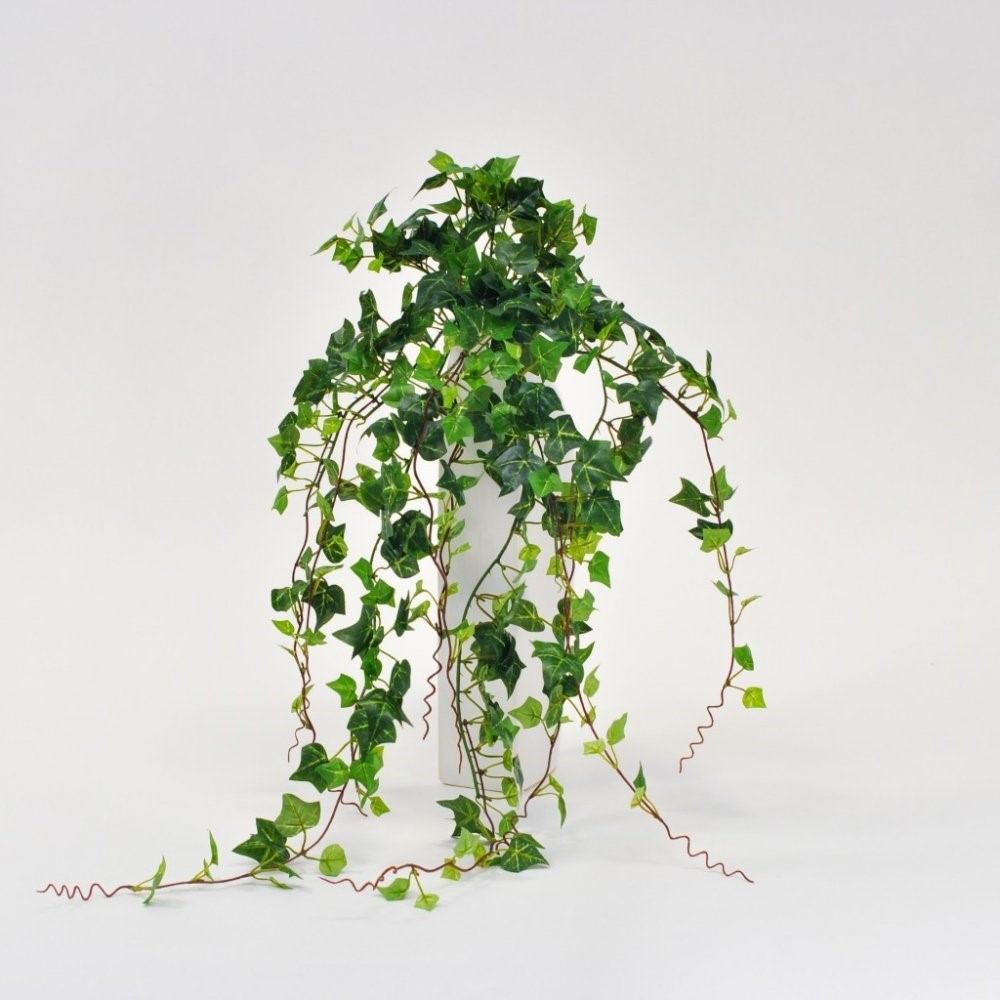 ده نمونه از بهترین گیاهانی که برای هدیه دادن مناسب هستند!