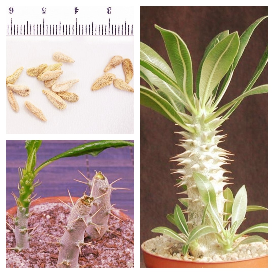 نکاتی برای پرورش و نگهداری از گیاه نخل ماداگاسکار