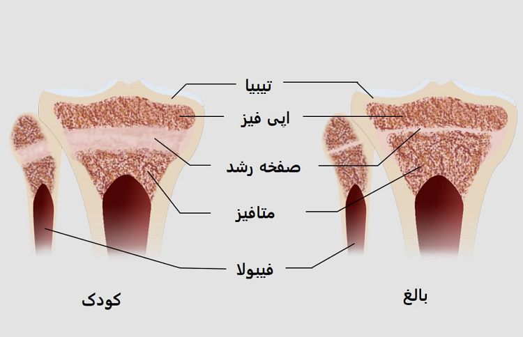ورزش بدنسازی و کوتاهی قد؛ علم چه می‌گوید؟
