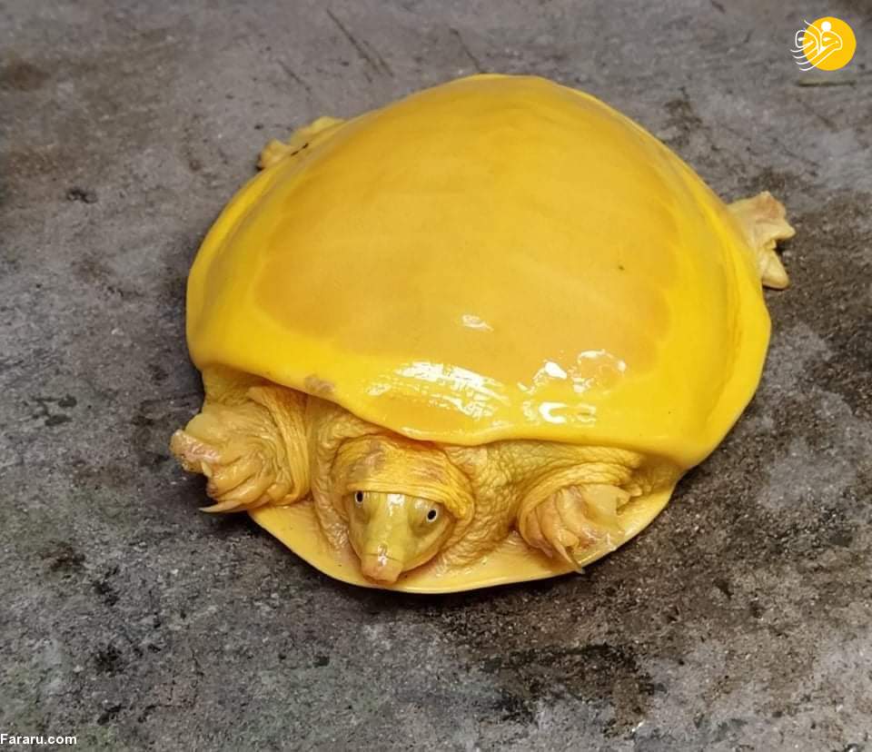 (عکس)