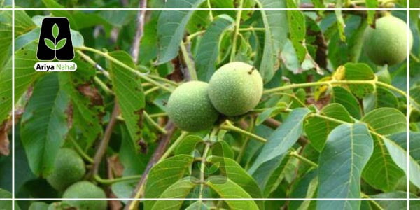 چرا از نهال گردو و نهال بادام به عنوان بهترین نهال ها یاد می شود؟