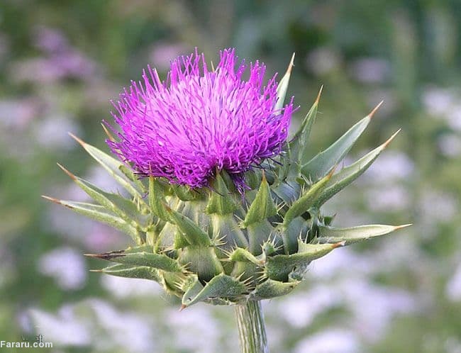 خار مریم برای دیابت