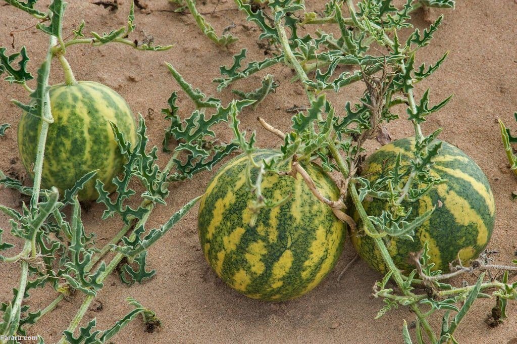 هندوانه ابوجهل