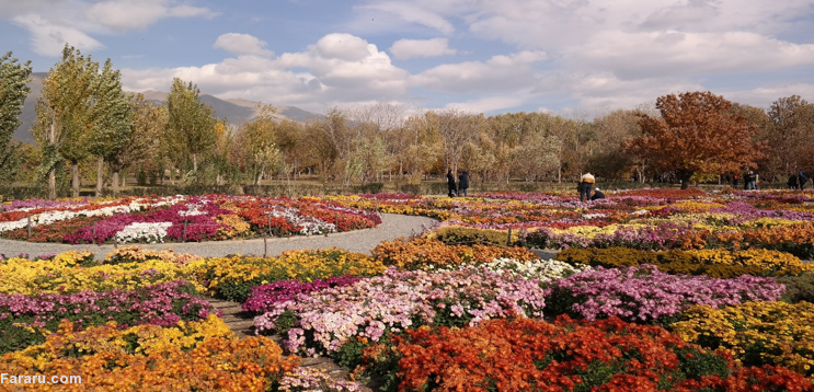 نگهداری از گلدان گل داوودی