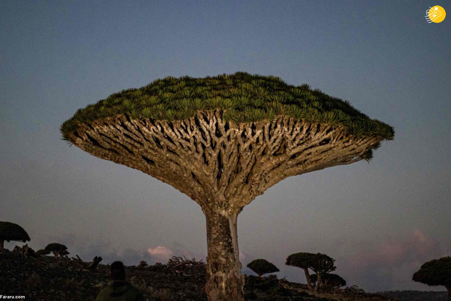 (تصاویر)
