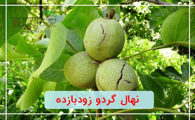 بهترین نهال گردو زود بازده چه رقمی می باشد: