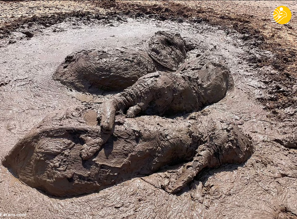 (تصاویر)