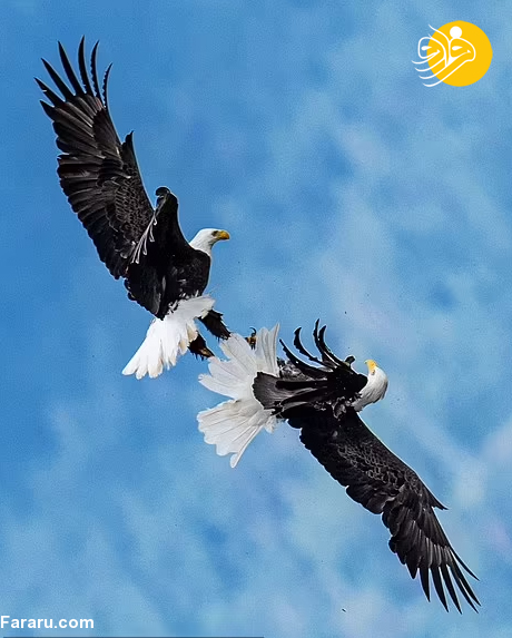(تصاویر)
