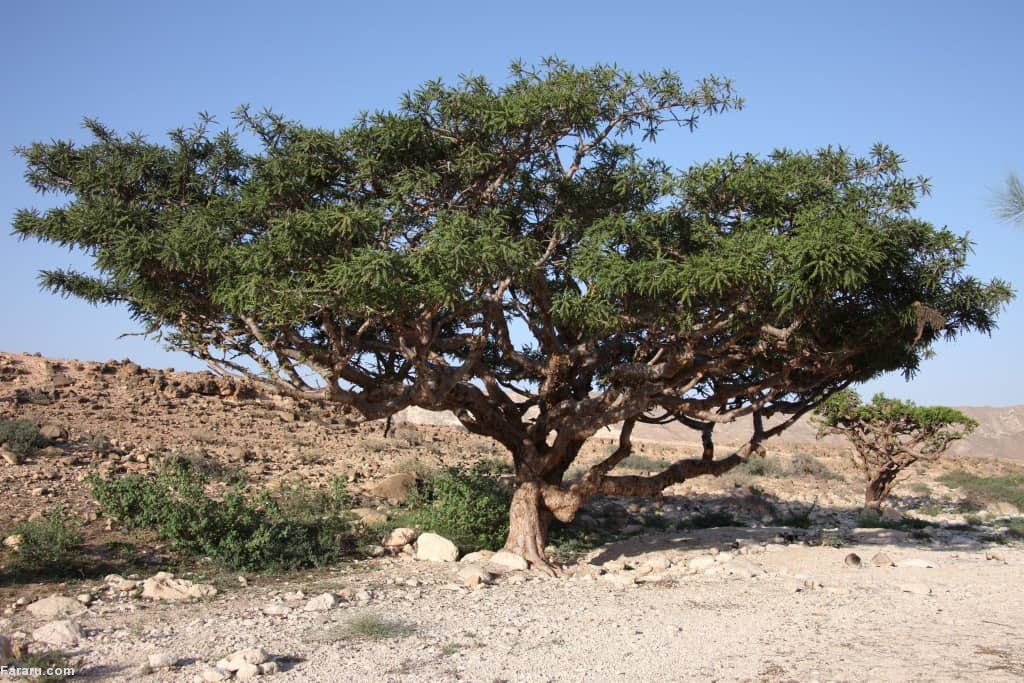 درخت کندر