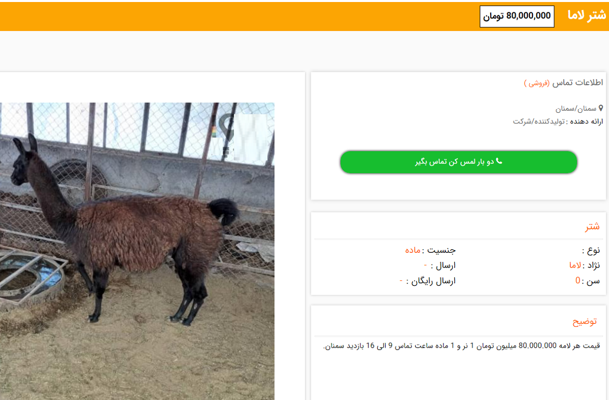 قیمت‌های عجیب برای فروش الاغ، اسب و شتر لاما