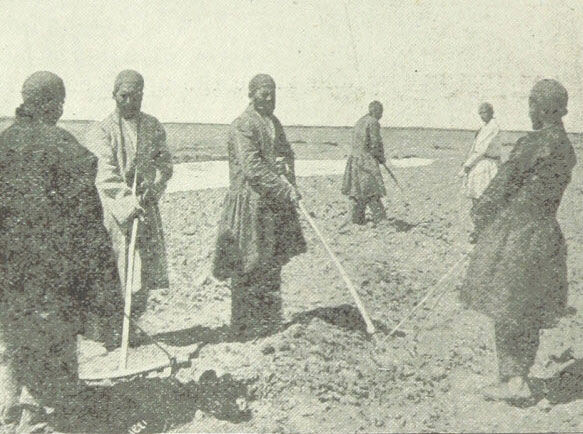 «سیب‌زمینی» و «گوجه فرنگی»؛ خوراکی‌هایی که از دوره قاجار، ایرانی شدند
