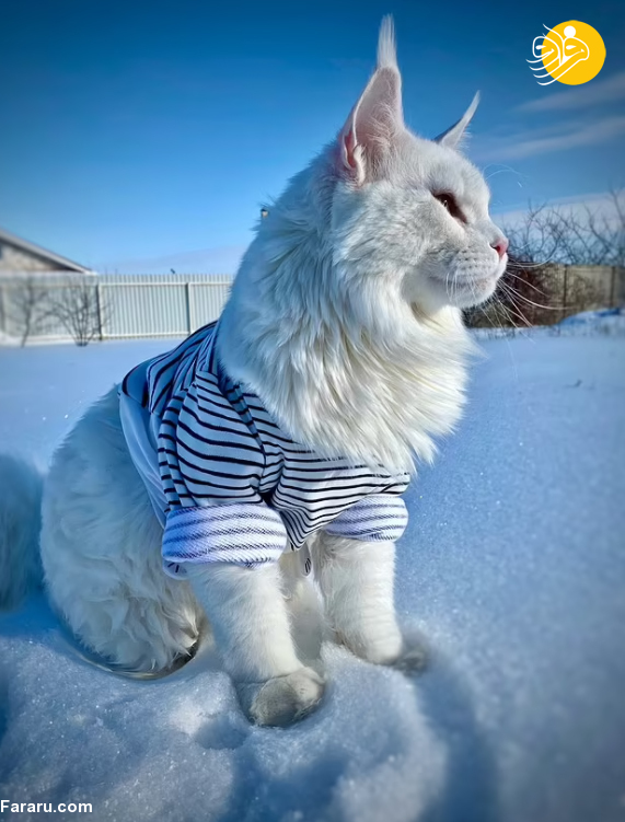 (عکس)