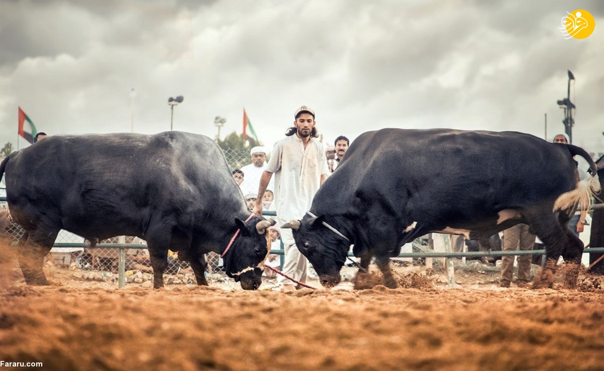 (تصاویر)