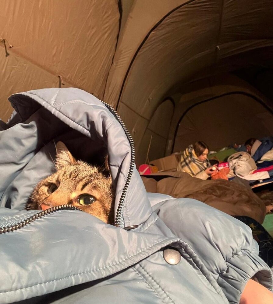 گربه معروف اینترنتی از اوکراین گریخت!