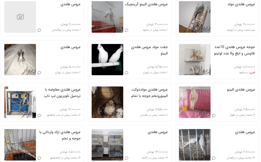 عروس هلندی چند؟