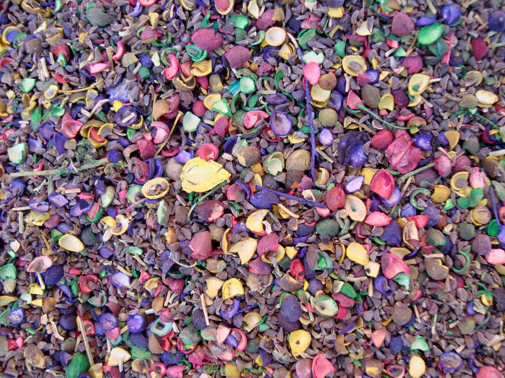 با خواص گیاه گلپر