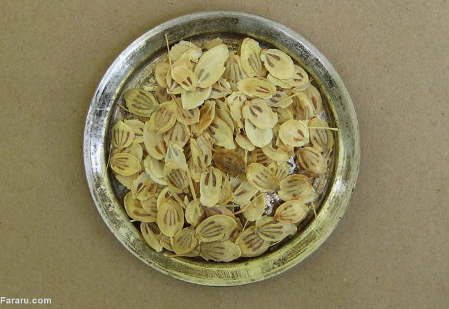 با خواص فواید گلپر