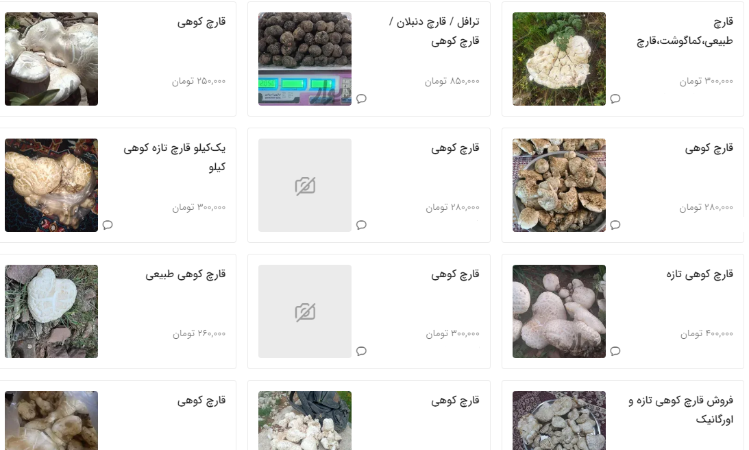 قیمت عجیب قارچ‌های وحشی!