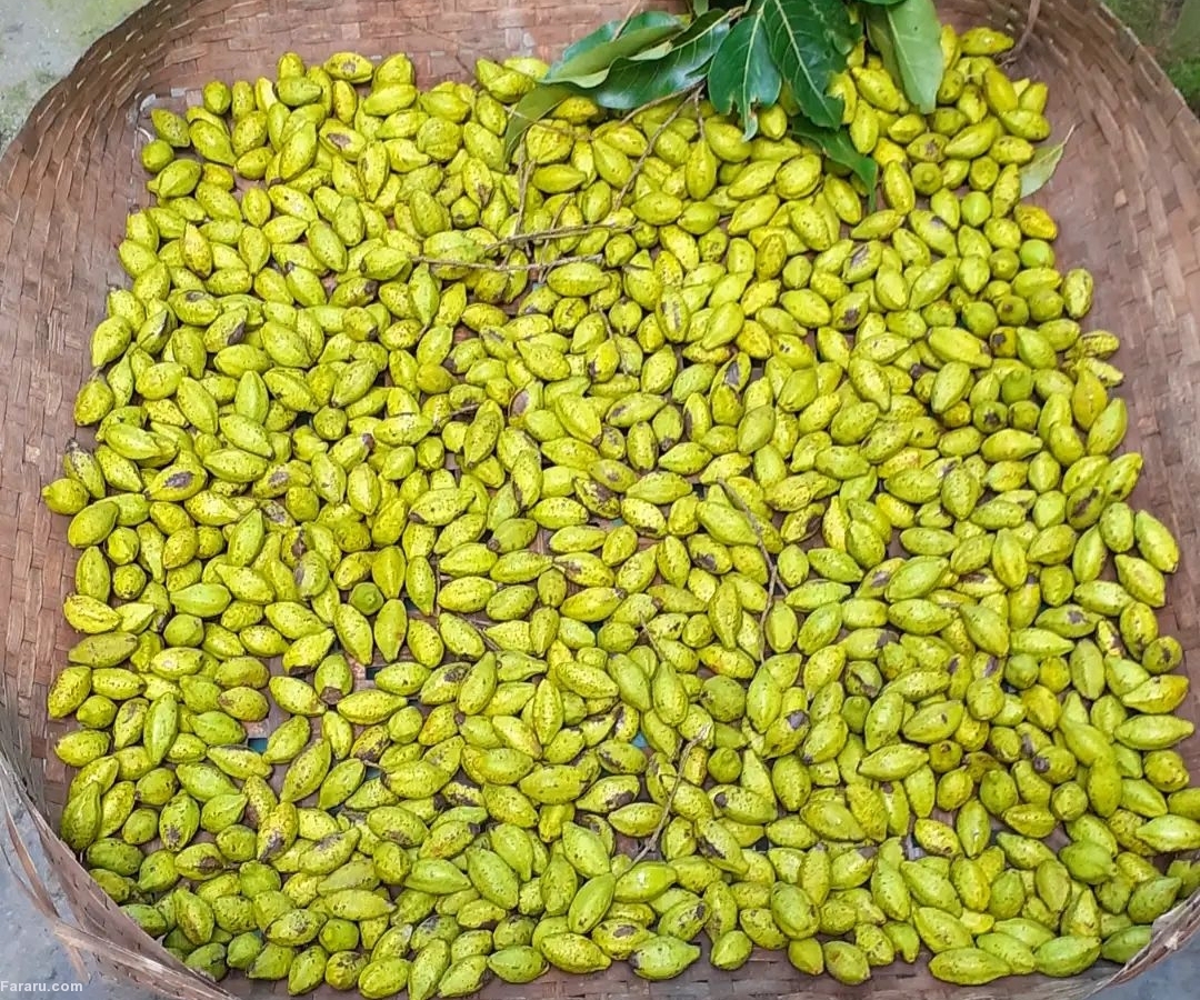 هلیله سیاه
