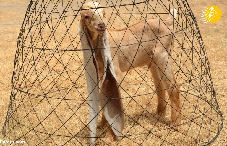 (تصاویر)