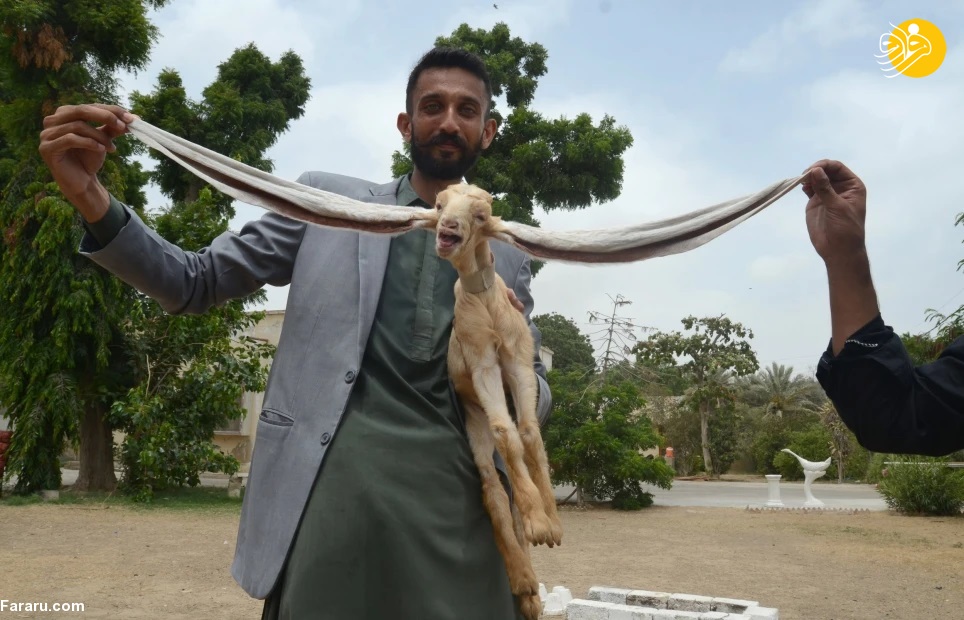 (تصاویر)