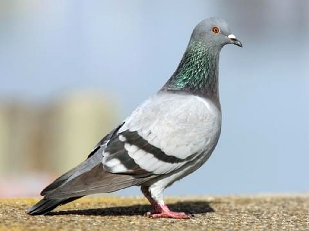 کفتر