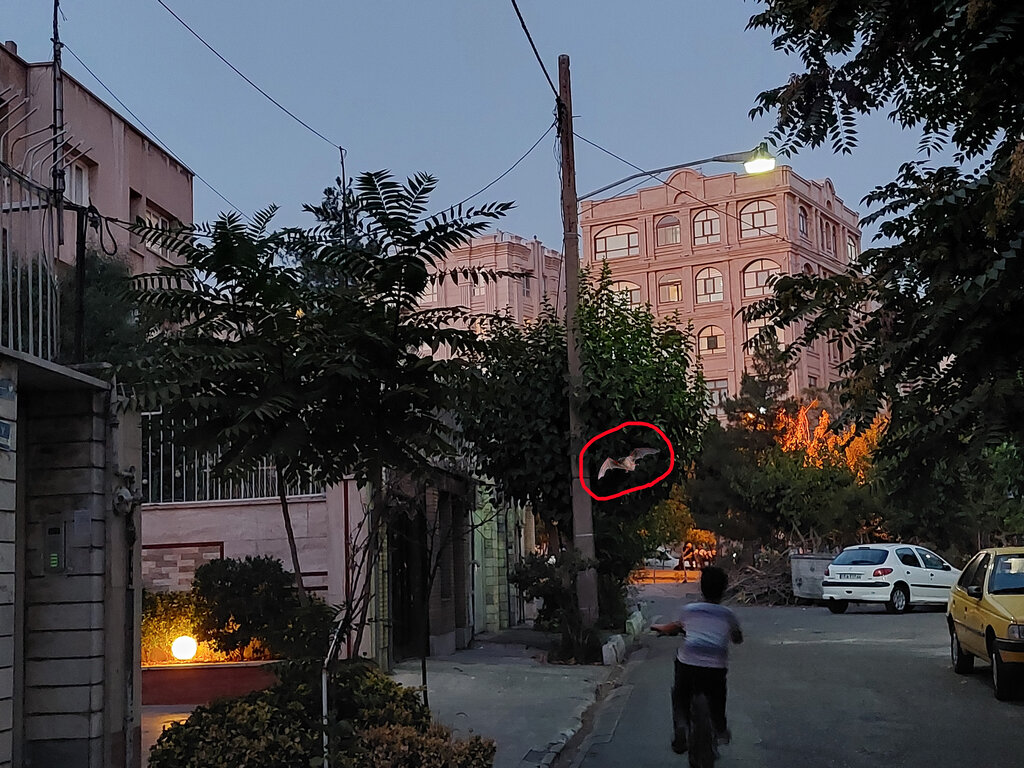 خفاش