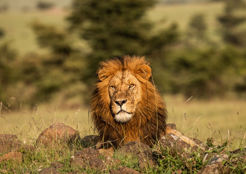 مستند «جاسوس شیرها»؛ ترکیبی نفس‌گیر از جاسوسی و مستند طبیعت