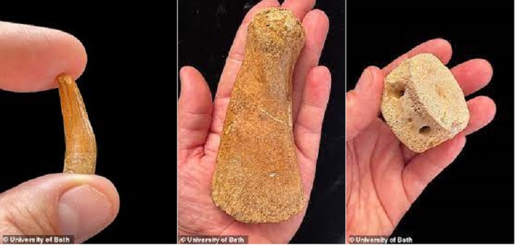 (تصاویر) کشف اولین دایناسور پلسیوسور آبهای شیرین