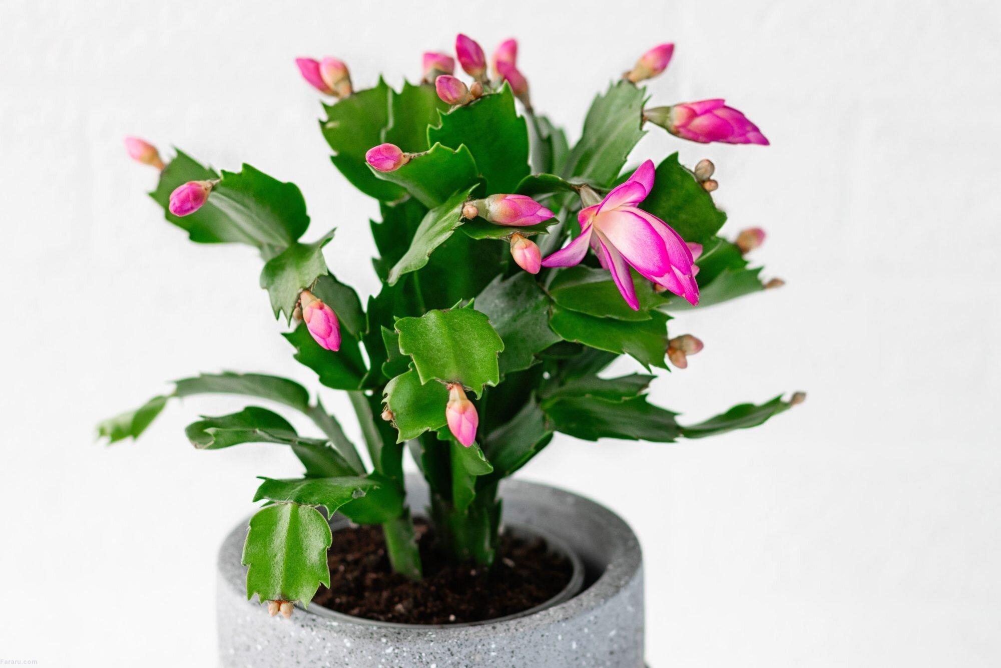 گیاه کریسمس