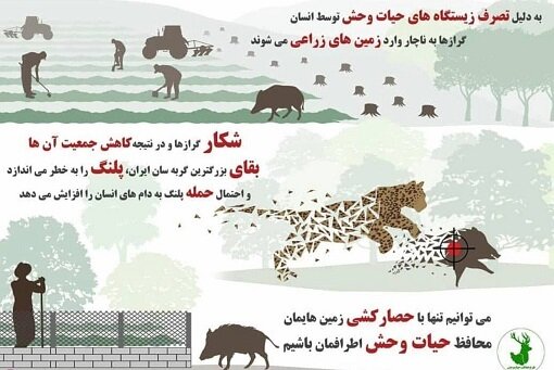 گراز