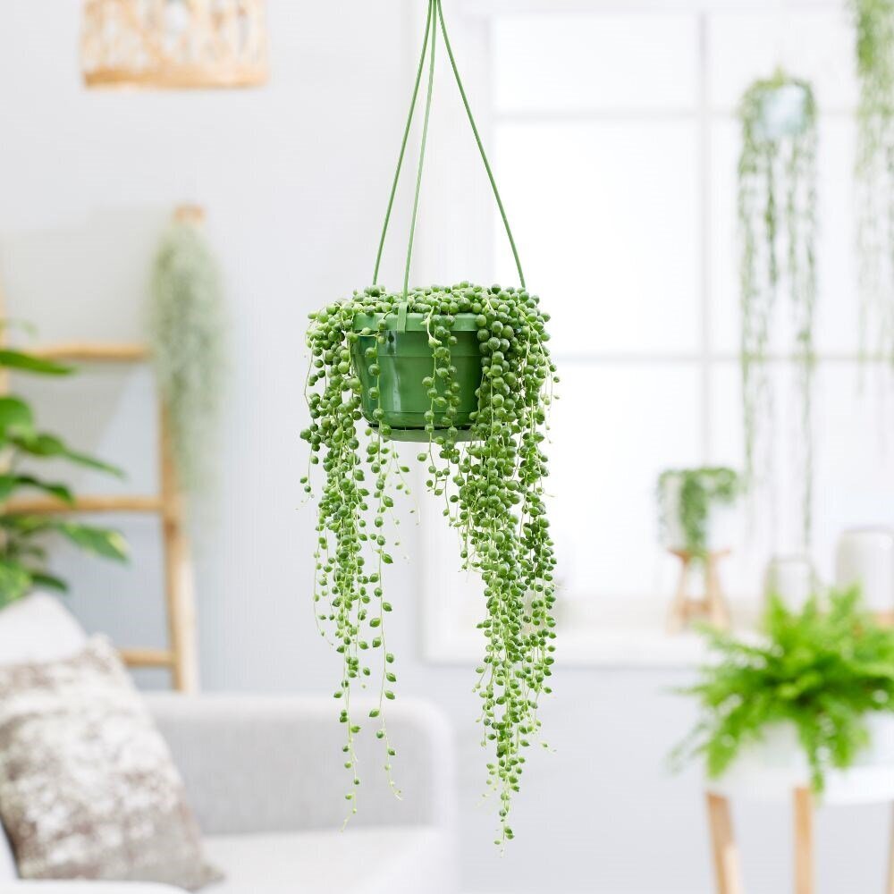 غوره ای