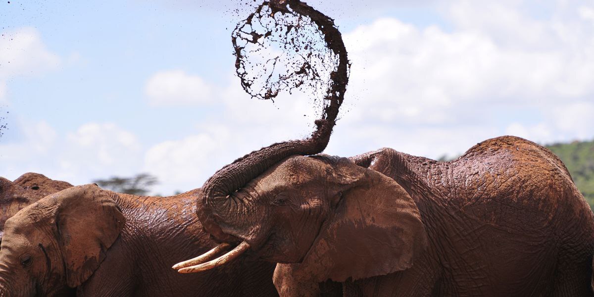 چگونه فناوری به ما کمک می‌کند با حیوانات صحبت کنیم؟