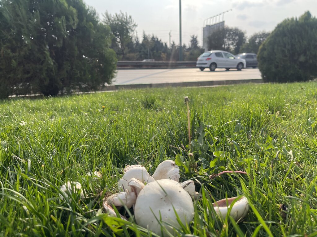 ماجرای رویش قارچ