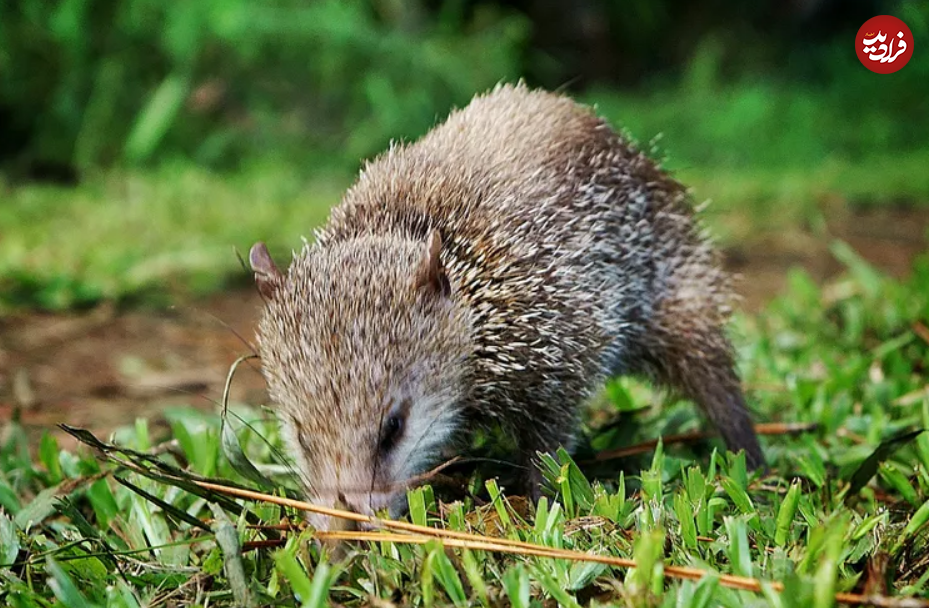 ۱۵ مادر سخت کوش در قلمرو حیوانات ۱۵ مادر سخت کوش در قلمرو حیوانات